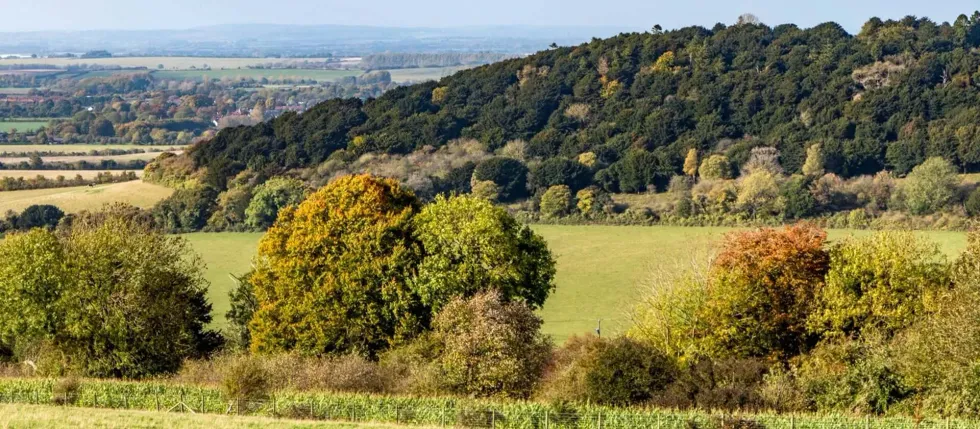 The view of Watlington Hill from Deans Wood.