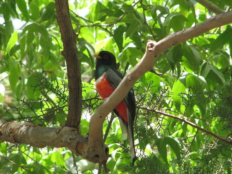The violaceous trogon's ability to build nests is well-known among Central American birds.
