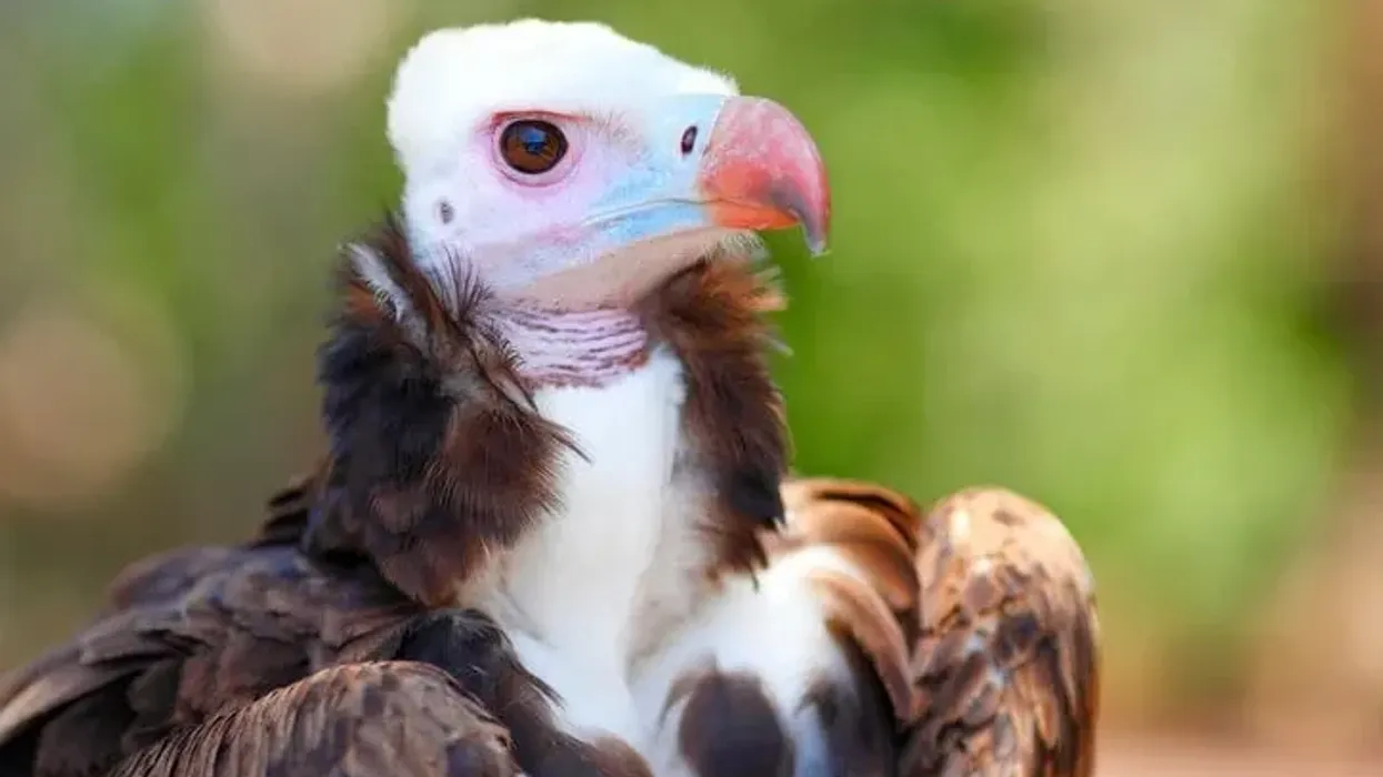 The white-headed vulture facts must appease the scavenge for knowledge.