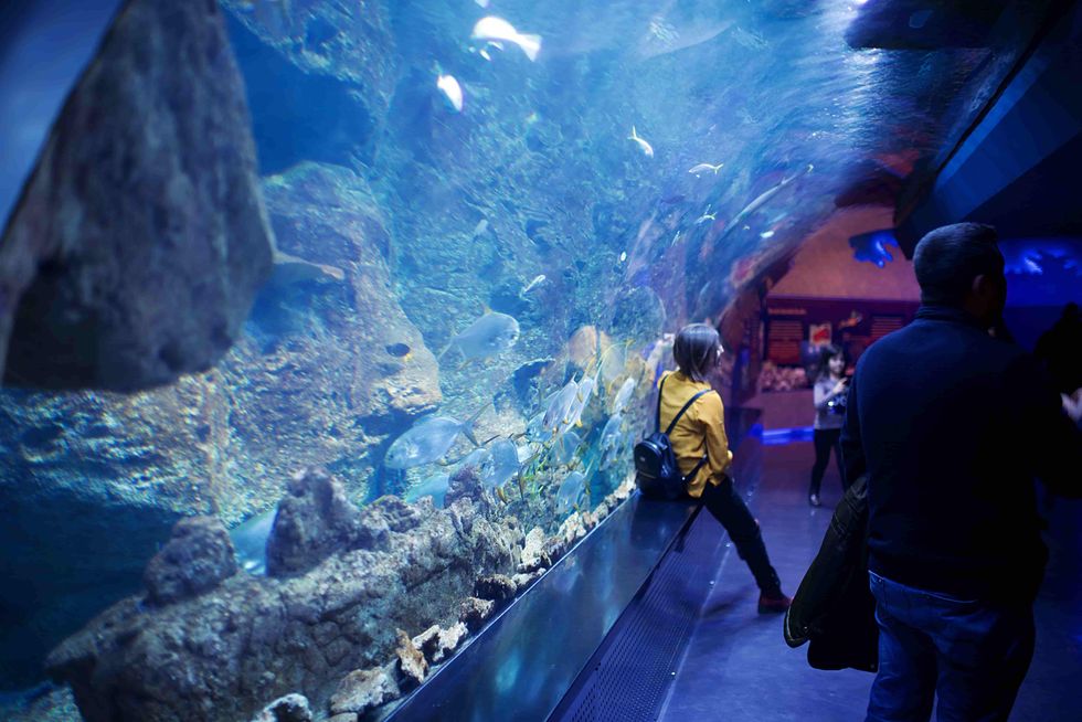 The world's largest aquarium is the Georgia Aquarium in Atlanta, United States.