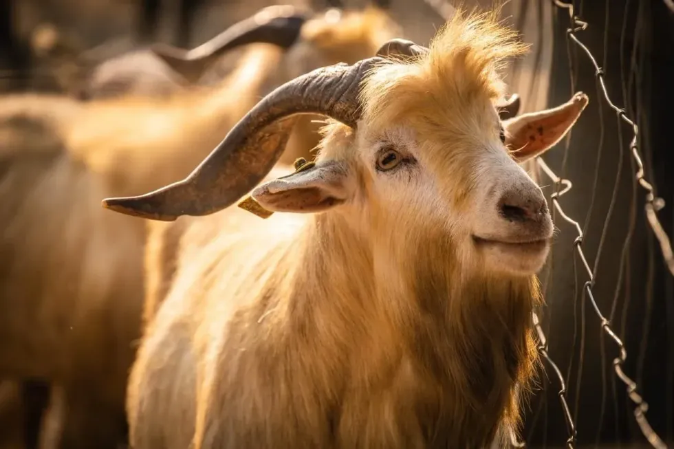 The zodiac symbol for Aries is the ram.