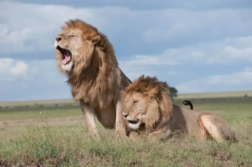 The zodiac symbol for Leo is a lion.