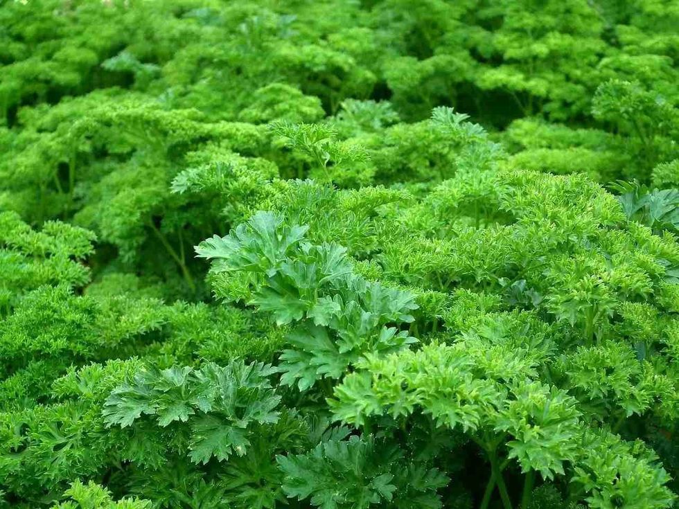 There are a lot of herbs described in medical science