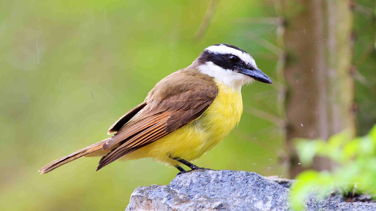 There are interesting lesser kiskadee facts in this article
