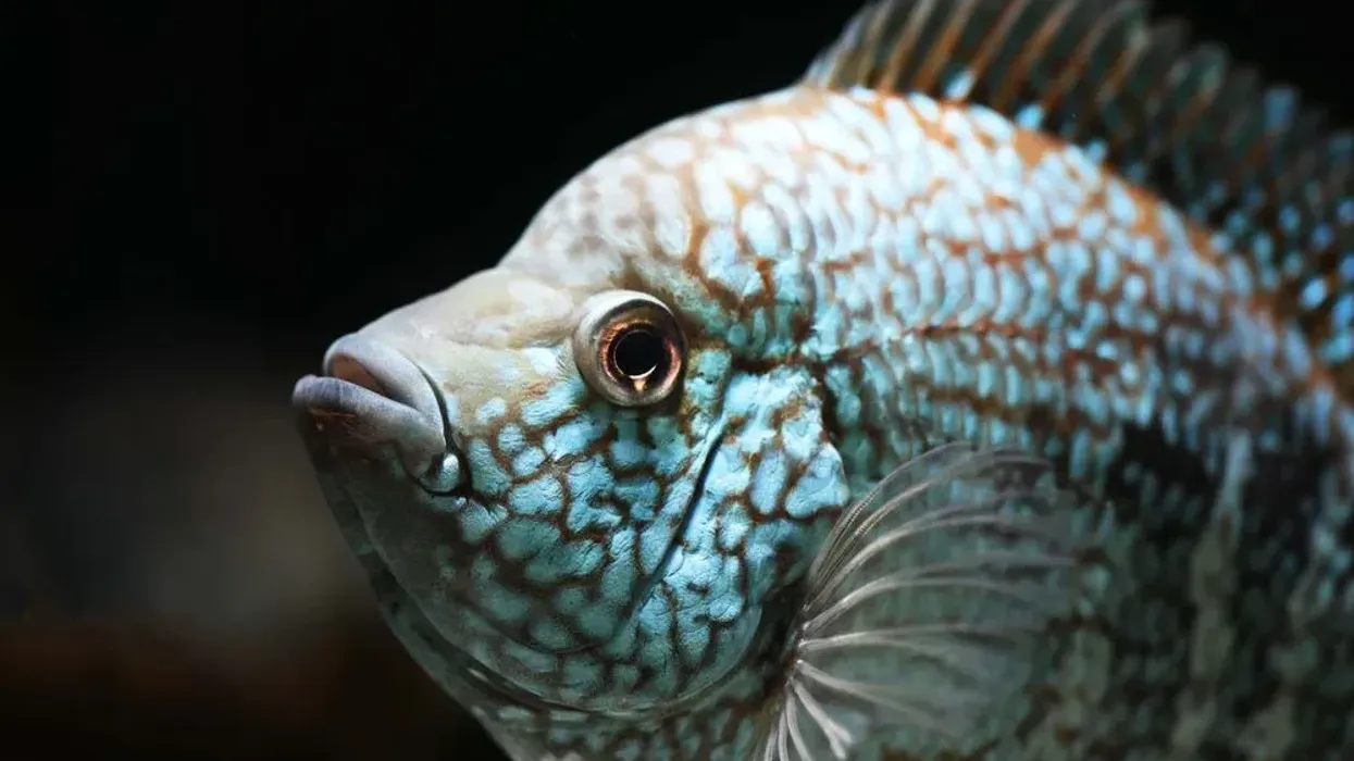 There are lots of cool Texas cichlid facts about this colorful and aggressive fish.