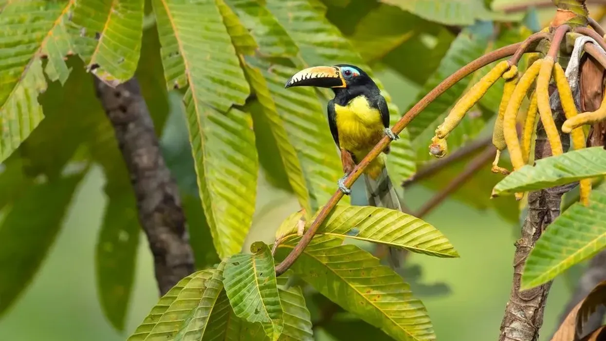 There are lots of interesting facts about lettered aracari, exotic colorful toucan birds found in the forests of South America