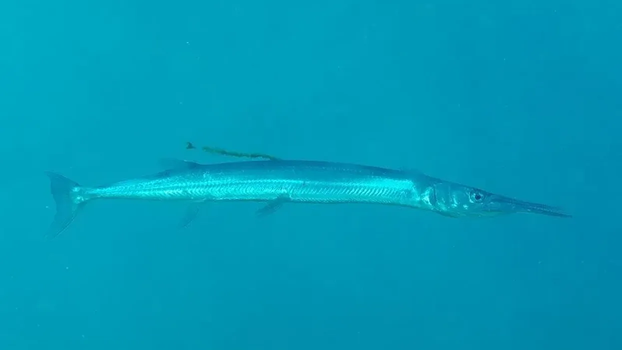 There are lots of interesting Houndfish facts, a fascinating species of family Belonidae (Needlefish or long toms).