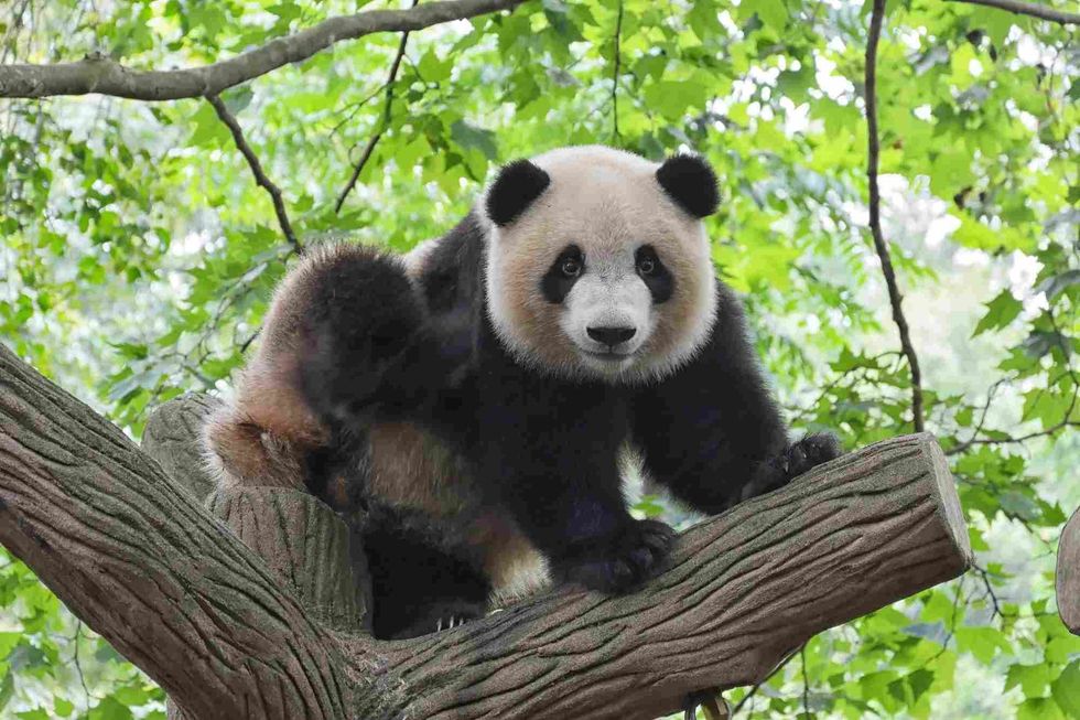 There are many animals that are tree dwelling