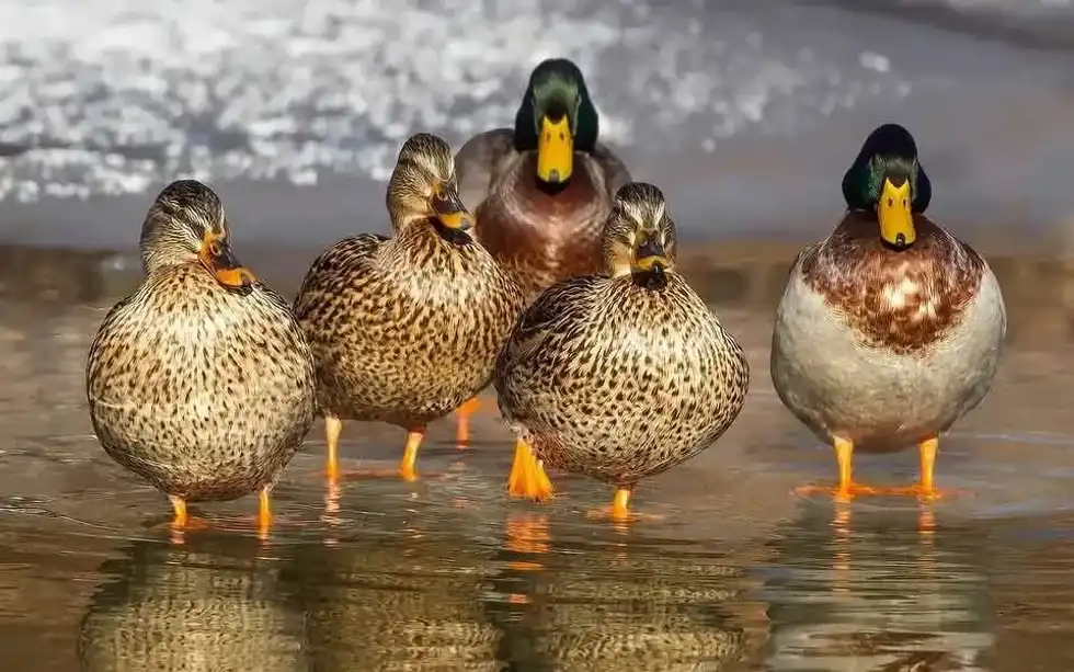 There are many duck quotes that are really funny