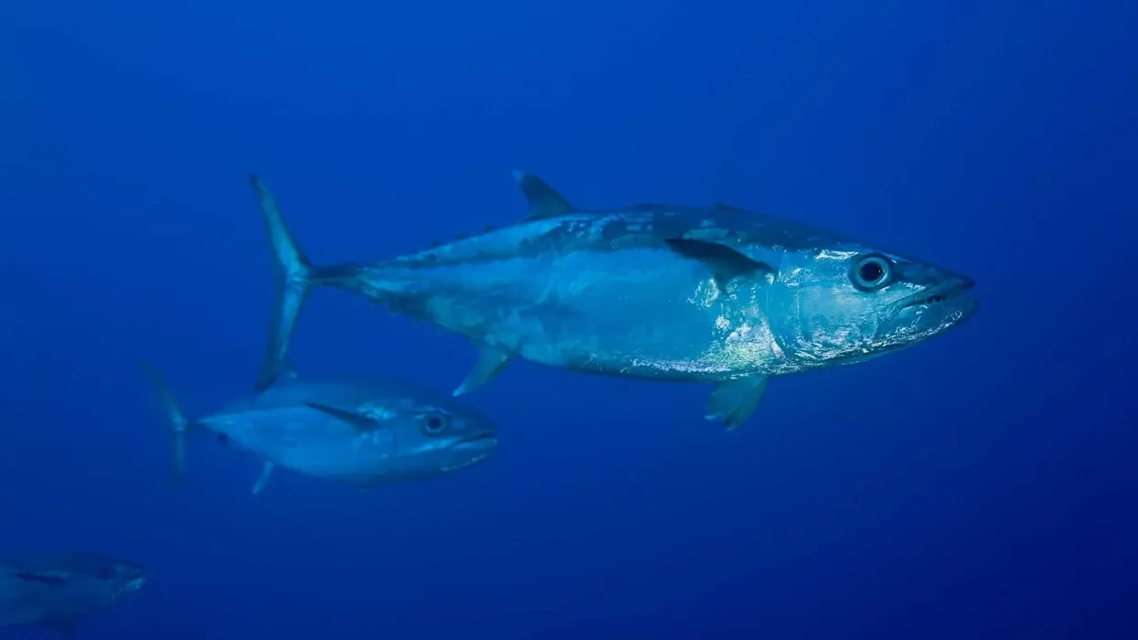 There are many interesting dogtooth tuna facts for kids
