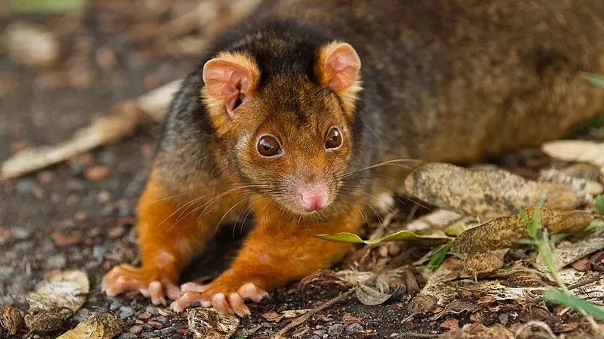 There are many interesting Marsupial mole facts for kids.