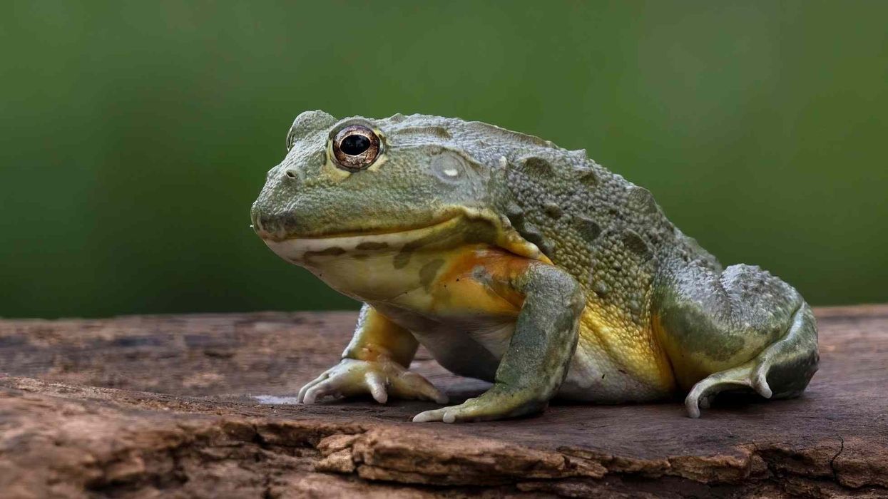 There are so many African Bullfrog facts to know, that you'll be surprised just reading about them!