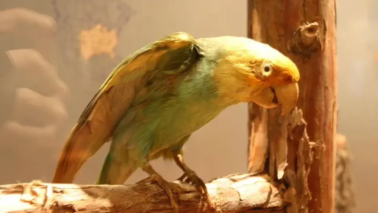 There are so many Carolina Parakeet facts to know! Read on to know everything about this extinct bird!