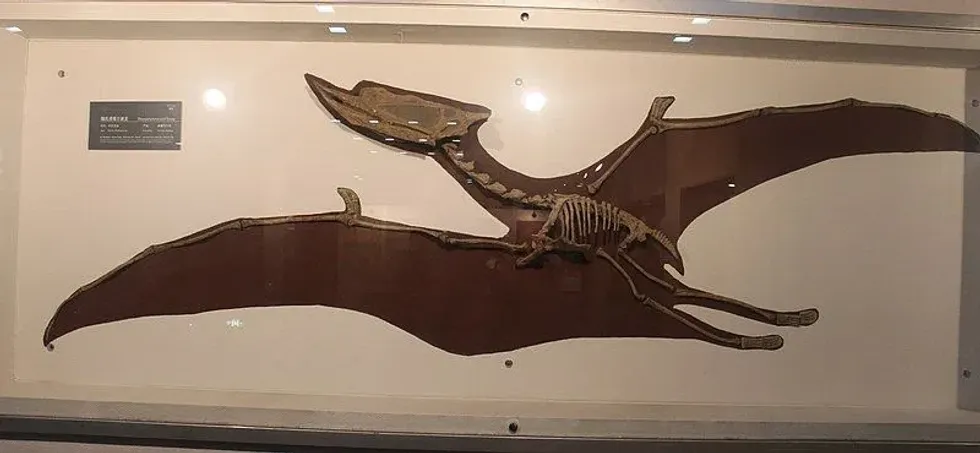 There are so many fun Dsungaripterus pterosaurs facts to learn about! Check out all of them, right here!