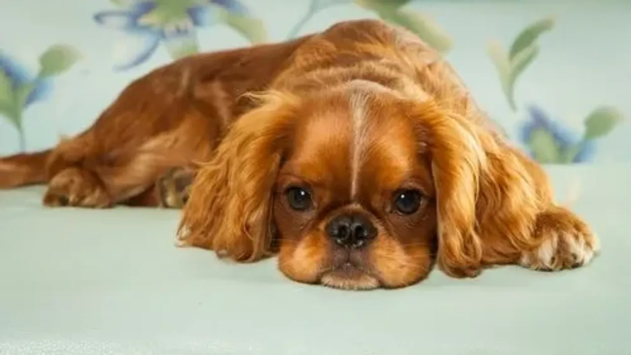 There are so many fun English Toy Spaniel facts to know! How many of these did you already know?