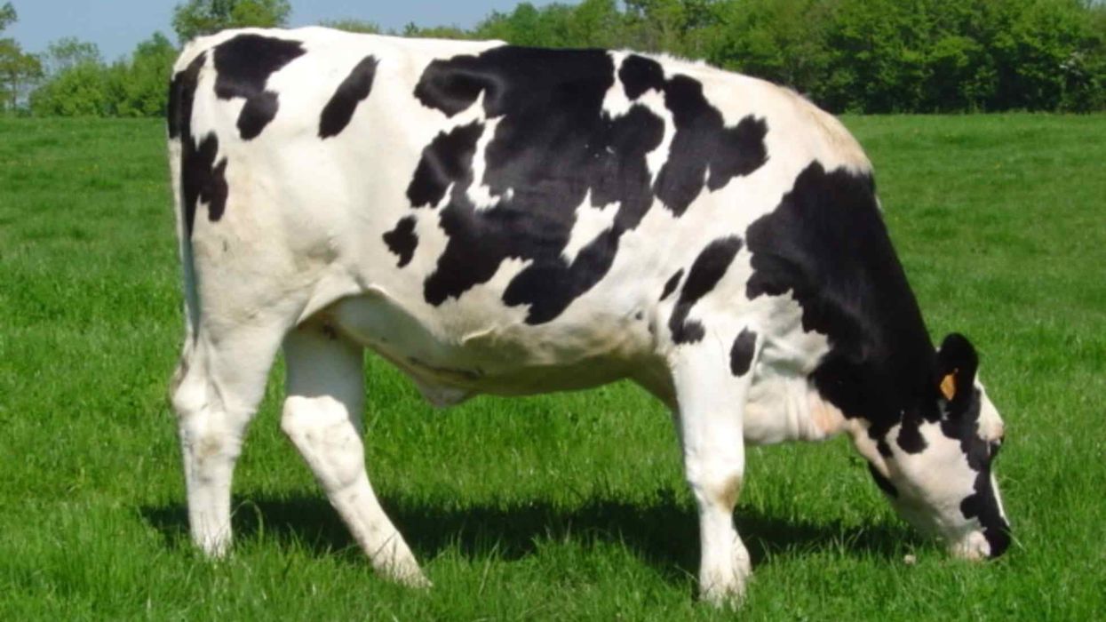 There are so many fun Holstein Friesian cattle facts to know and learn about! How many of them did you already know?
