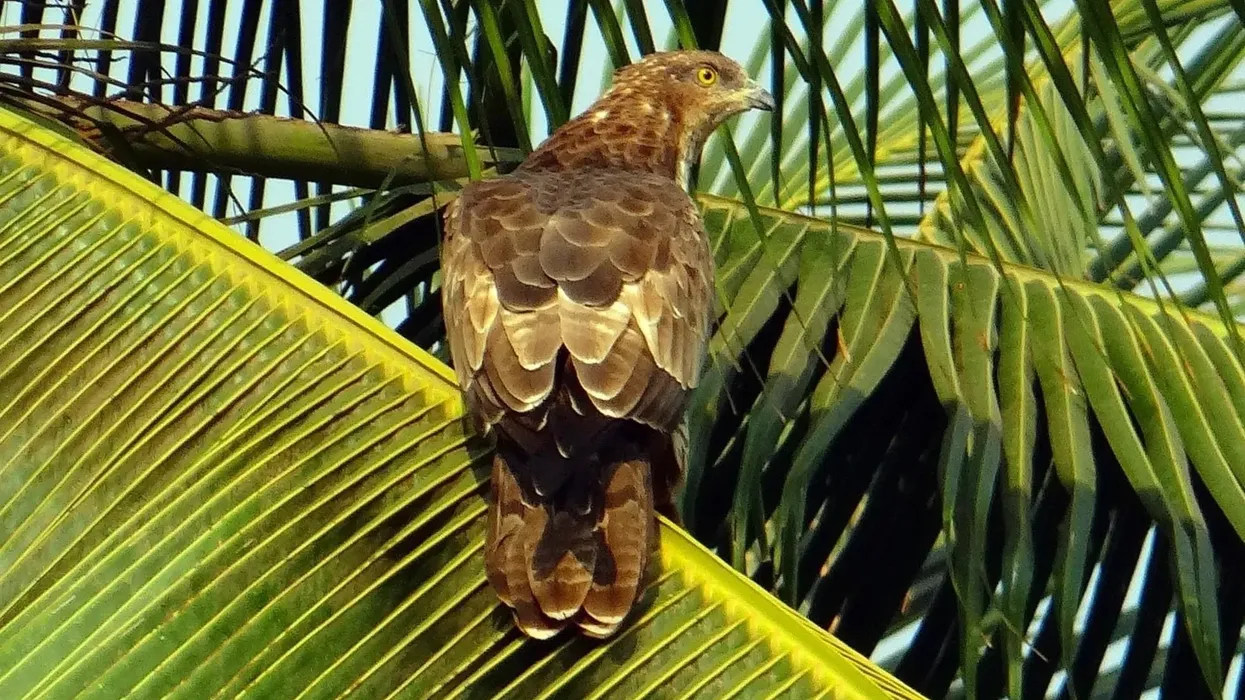There are so many fun honey buzzard facts to know and learn.