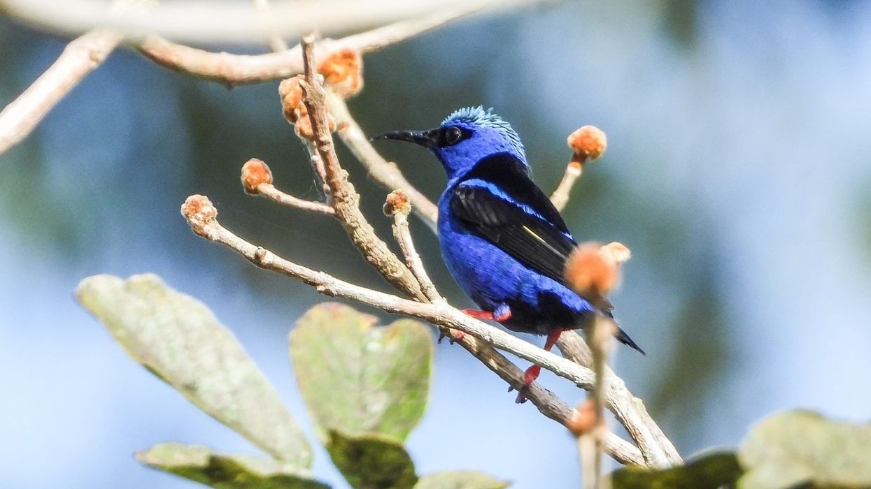 There are so many fun honeycreeper facts to know and learn.
