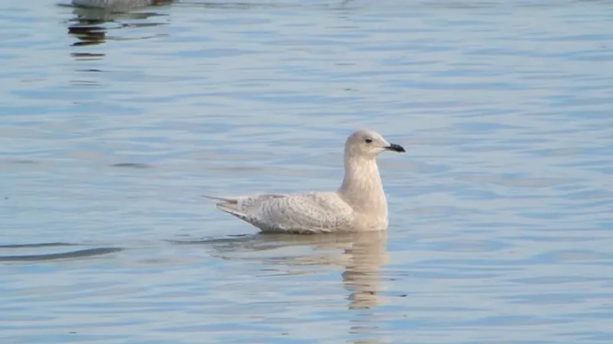 There are so many fun Iceland Gull Facts to know.