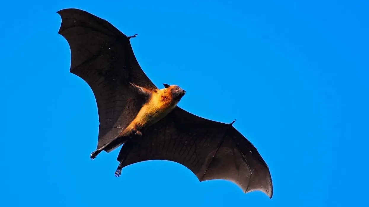 There are so many fun Indian flying fox facts to know and learn about! Which one of these is your favorite?