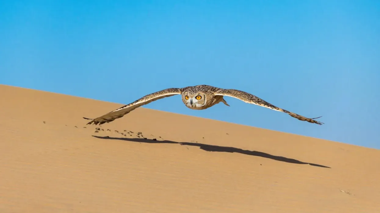 There are so many fun, interesting desert owl facts to know and learn! Which one is your favorite?