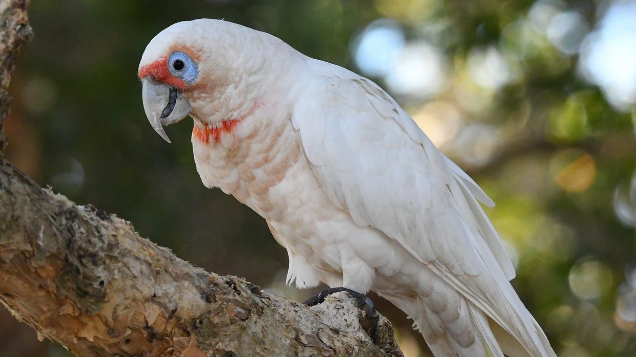 There are so many fun little corella facts to read and learn! Make sure you do not miss any of them