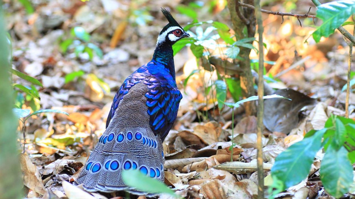 There are so many fun Palawan peacock pheasant facts to know and learn about! Make sure you share them with your friends!