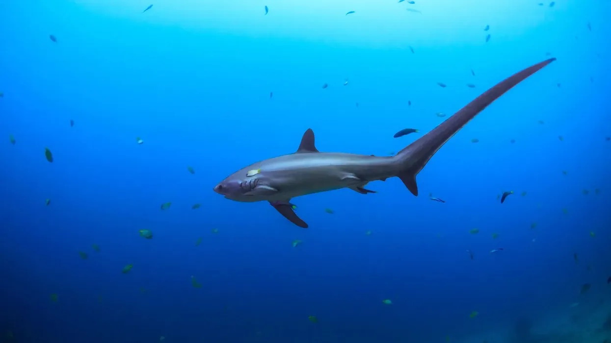 There are so many fun pelagic thresher shark facts to know and learn.