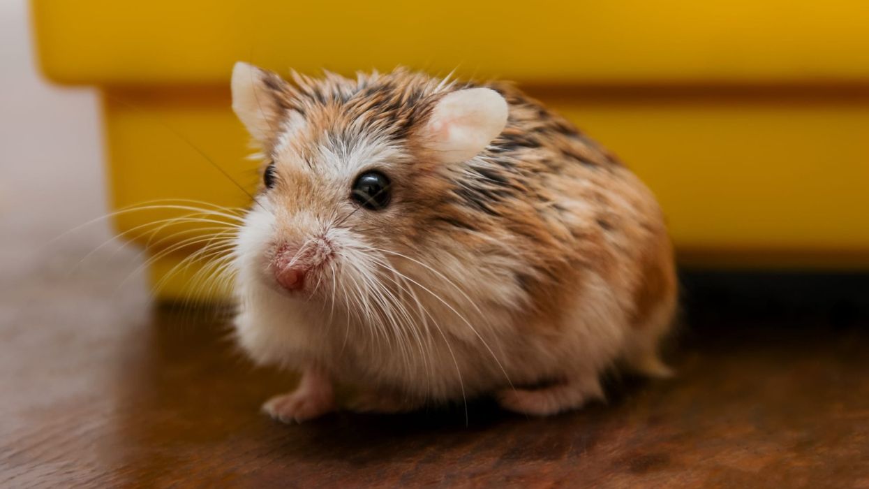 There are so many fun Roborovski dwarf hamster facts to know about!
