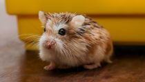There are so many fun Roborovski dwarf hamster facts to know about!