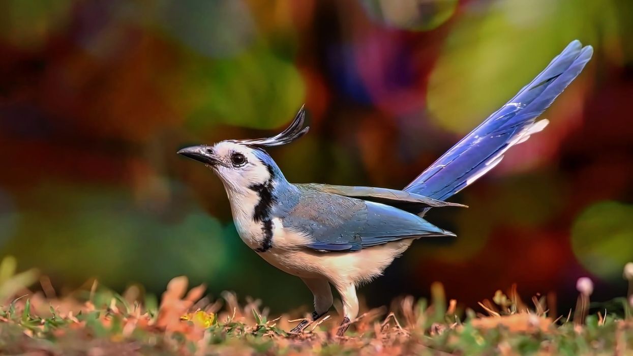 There are so many fun white-throated magpie jay facts to know and learn about, so make sure you do not miss a thing!