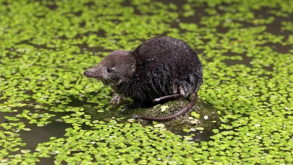 There are so many interesting Water Shrew facts to learn about!
