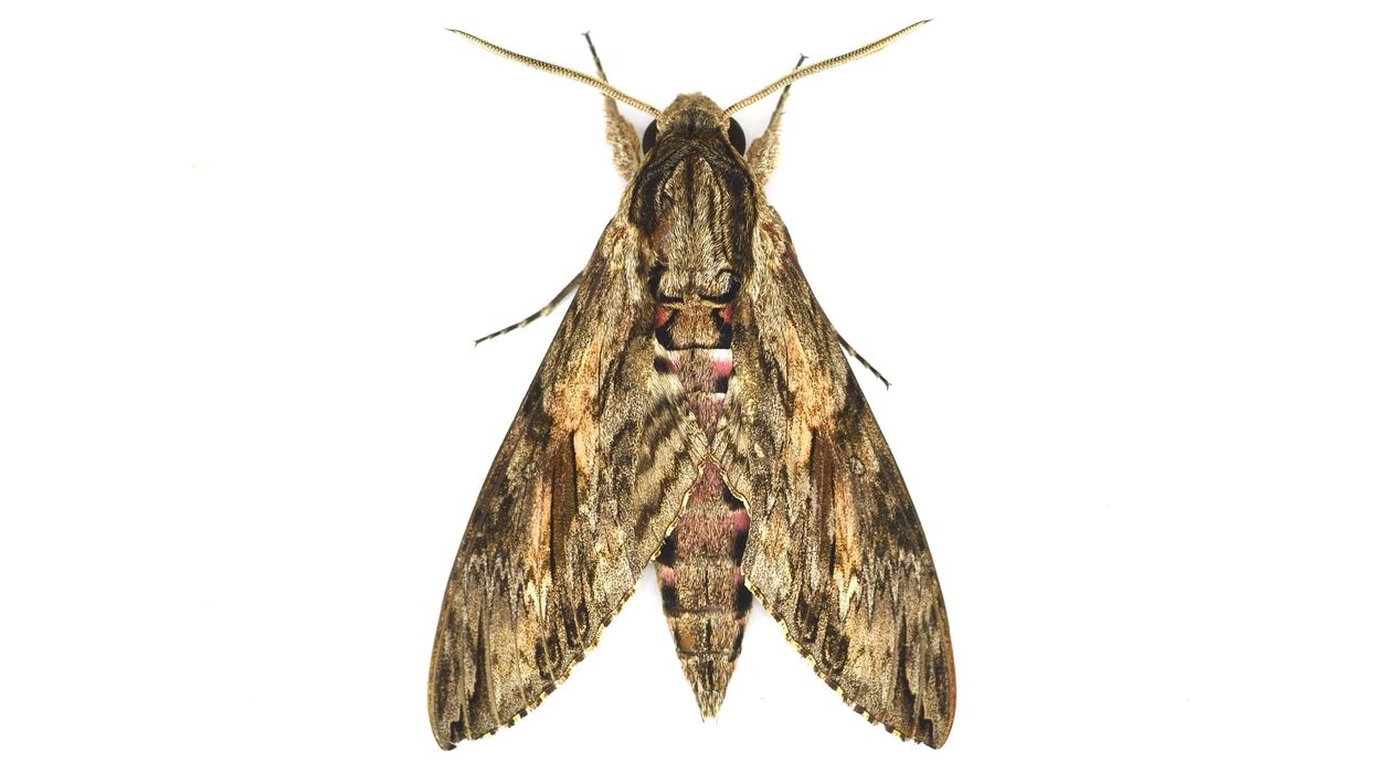 There are so many laurel sphinx moth facts to know and learn.