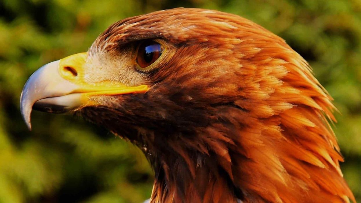 There are so many lesser spotted eagle facts to know and learn. Make sure you read all of them.