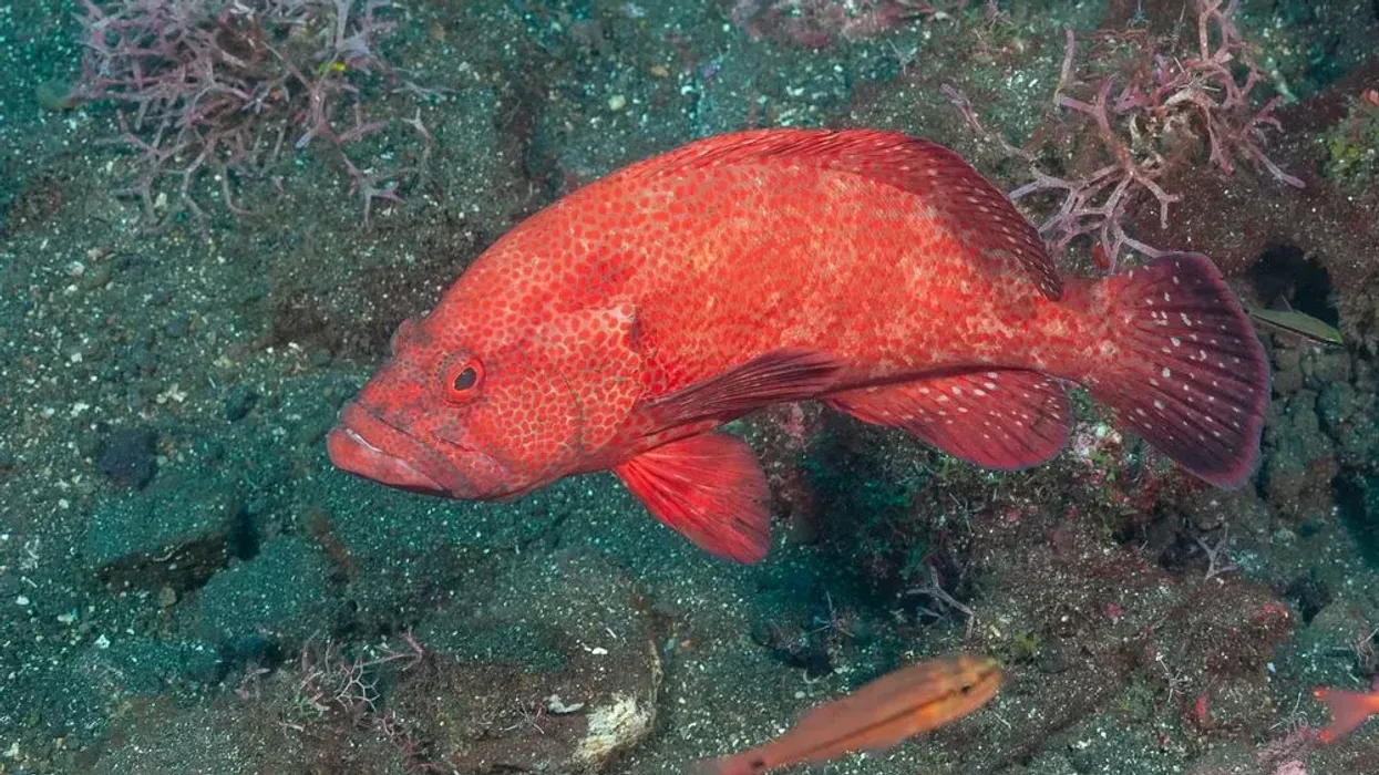 There are so many Strawberry Grouper facts to read and share! Make sure you do not miss any of them.