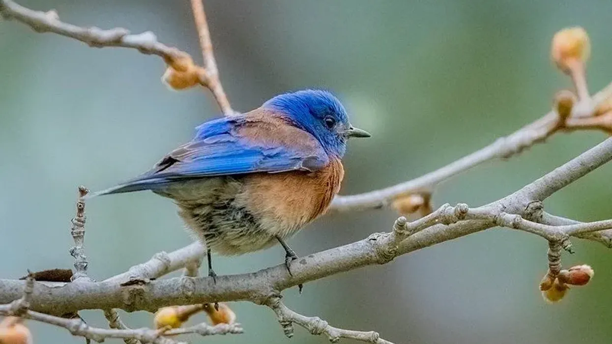 There are so many Western Bluebird facts to know and share with your friends. Read on for some of them today