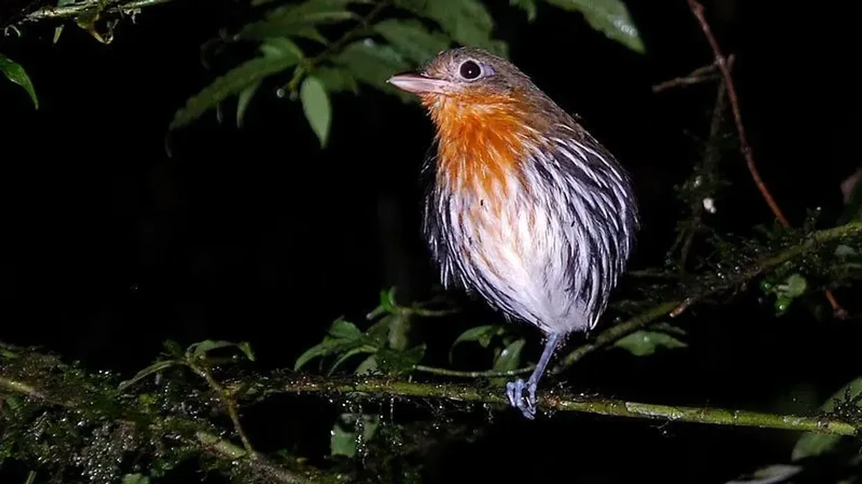 There are some amazing ochre-striped antpitta facts in this article
