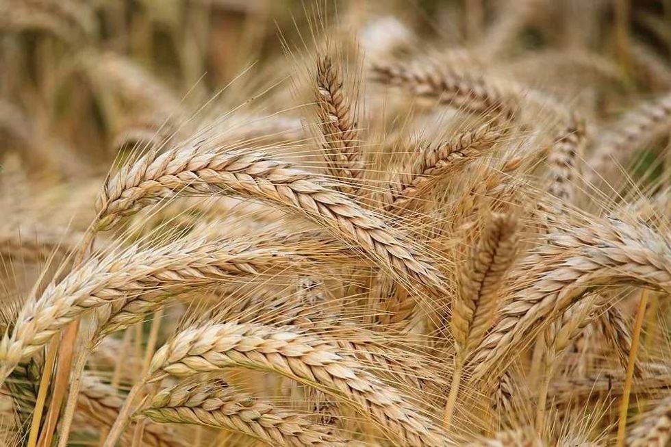 There are some interesting barley facts you must know.