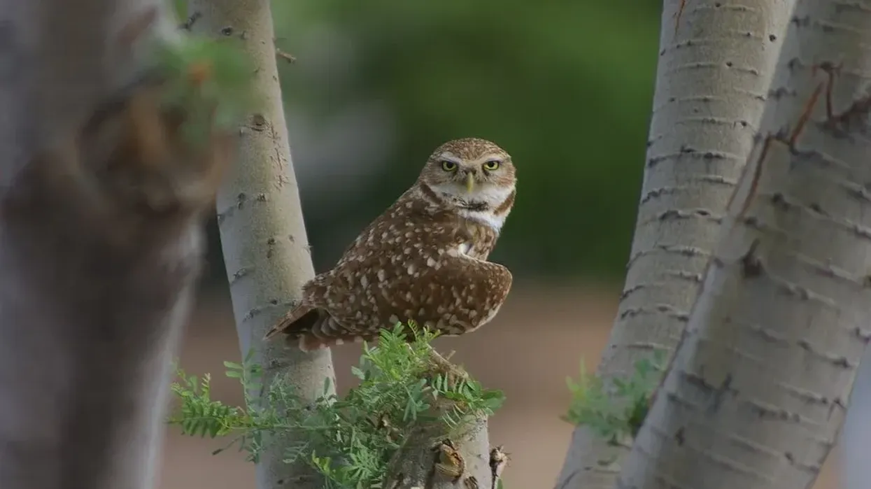 There are some very interesting burrowing owl facts.