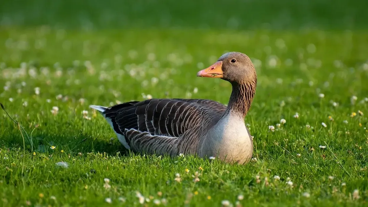 There are some very interesting greylag goose facts to learn.