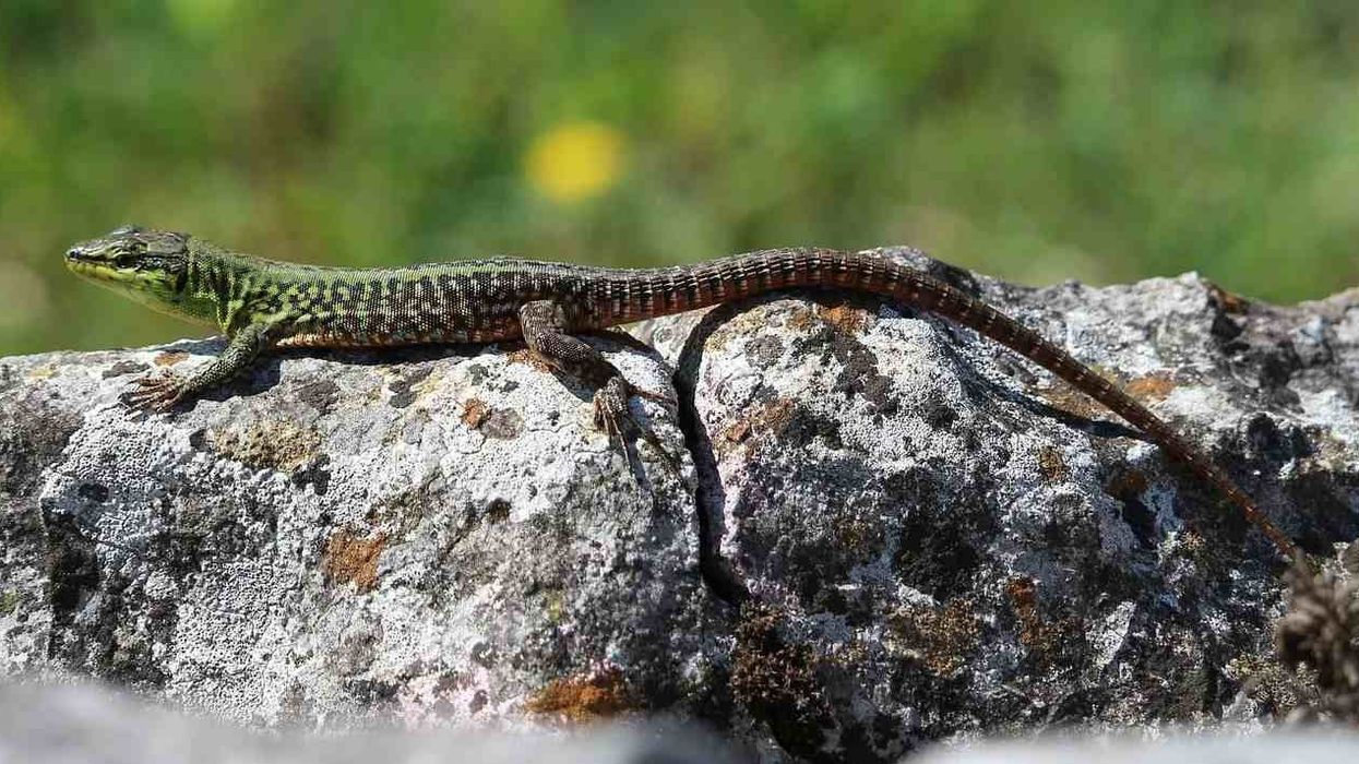 There are some very interesting Italian wall lizard facts to learn.