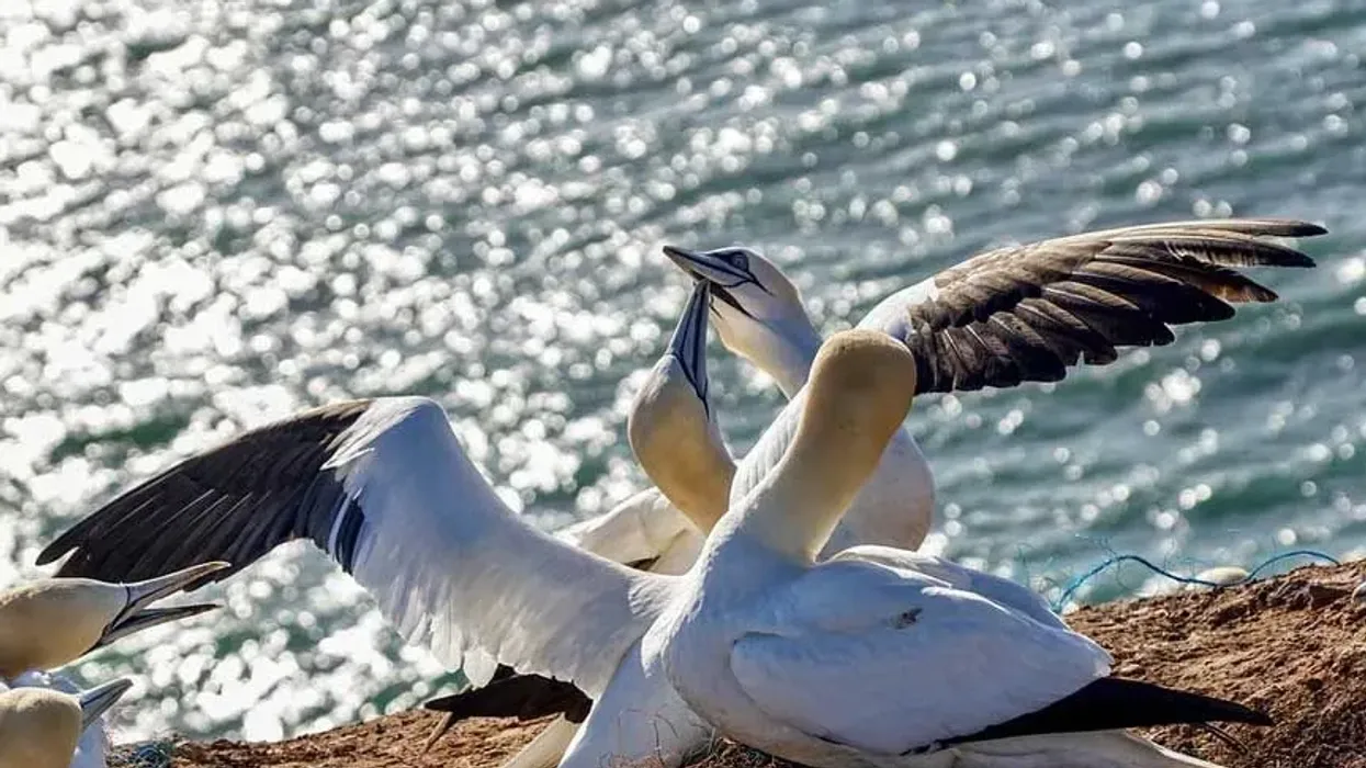 There are some very interesting northern gannet facts you can learn.