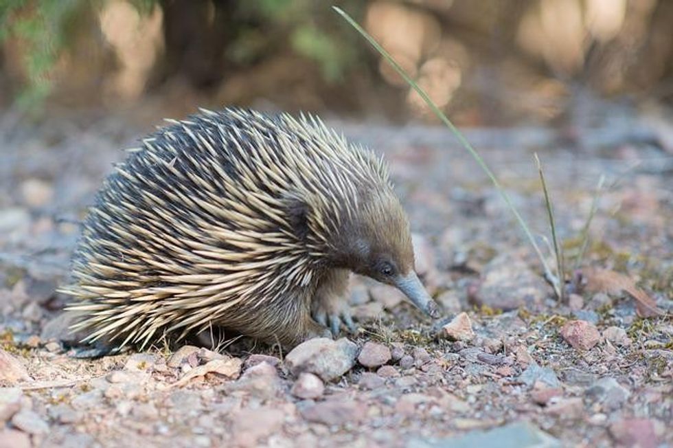 There are two mammals that lay eggs and are known as living monotremes.