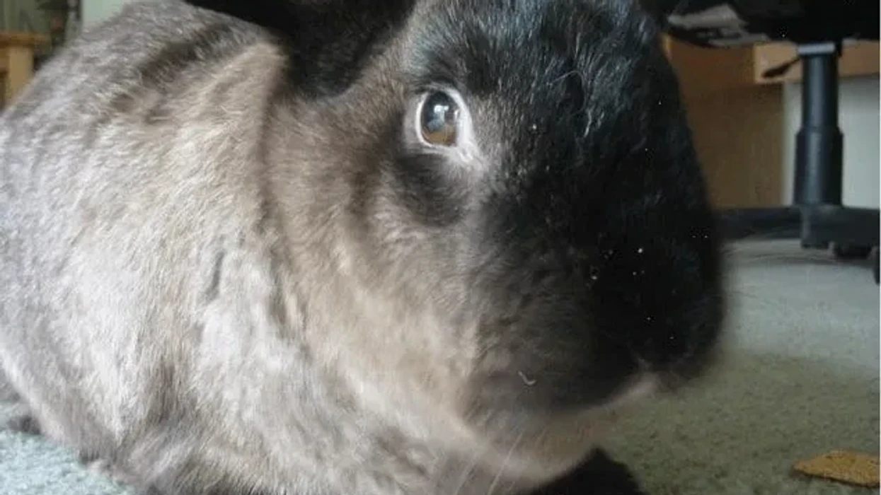 Fun American Sable Rabbit Facts For Kids | Kidadl