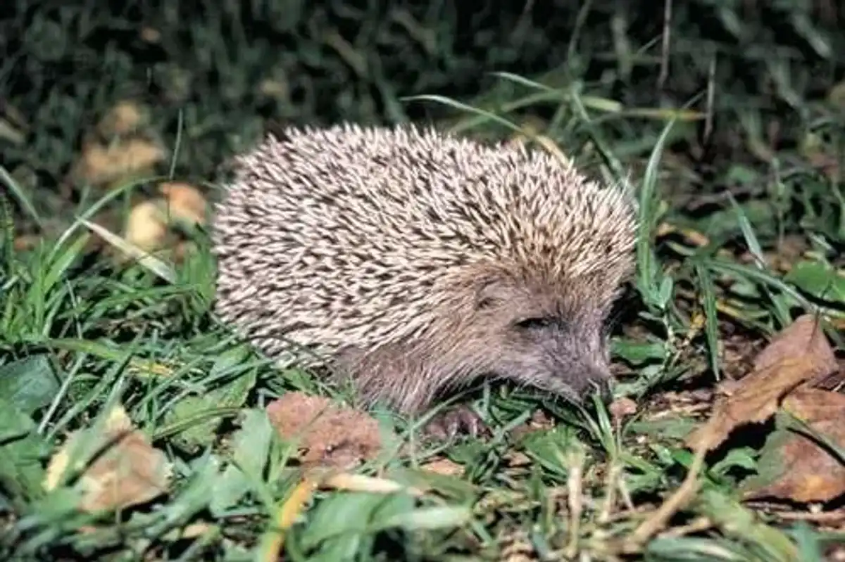 These Amur hedgehog facts are sure to surprise you!