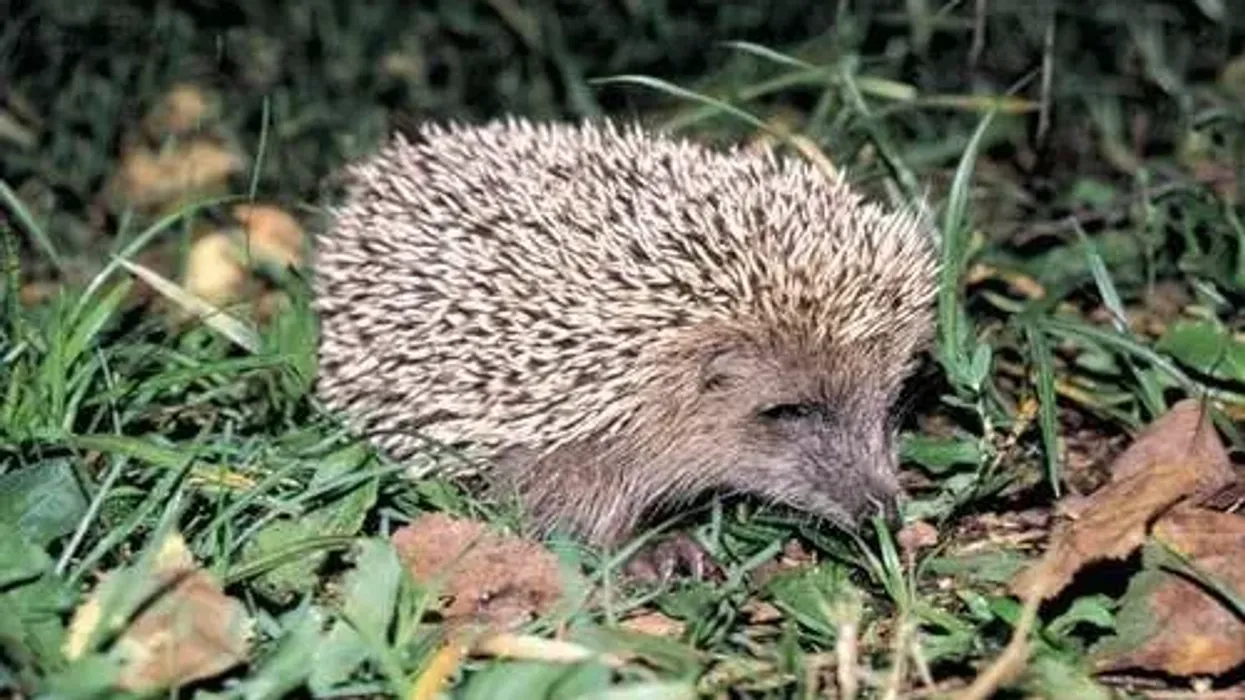 These Amur hedgehog facts are sure to surprise you!