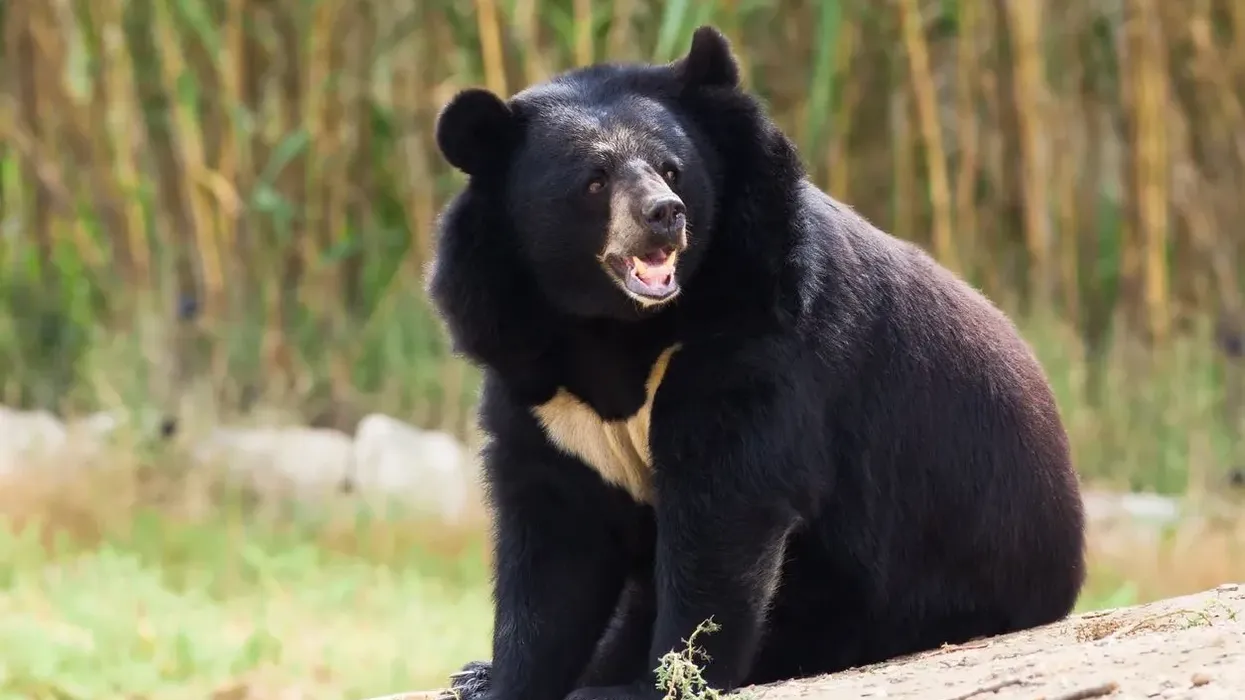 These Asiatic Black Bear facts will get children hooked.