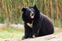 These Asiatic Black Bear facts will get children hooked.