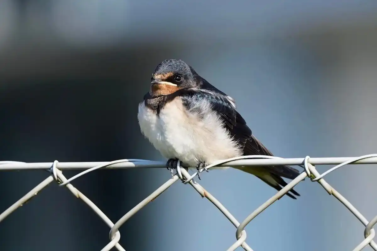 These birds love eating flies, this is just one of many streak-throated swallow facts