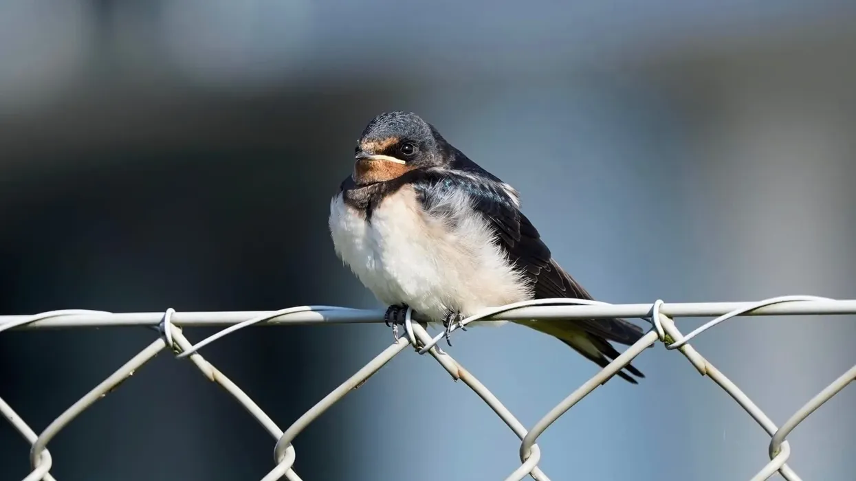 These birds love eating flies, this is just one of many streak-throated swallow facts